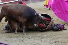 “Tận mục” cảnh bò điên cuồng húc chết ngựa