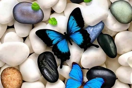 Những kẻ ngoại tình bất đắc dĩ