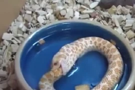 Kinh dị quái rắn tự nuốt chửng chính mình