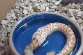 Kinh dị quái rắn tự nuốt chửng chính mình