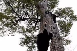 Điểm danh những thân cây quái đản nhất hành tinh (1)