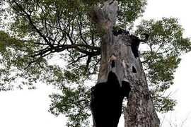 Điểm danh những thân cây quái đản nhất hành tinh (1)