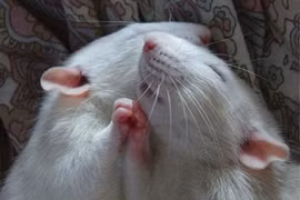 Khi chuột hóa thiên thần đáng yêu (2) 