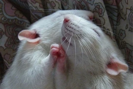 Khi chuột hóa thiên thần đáng yêu (2) 