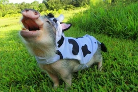 Nàng lợn chơi piano làm dân mạng “phát cuồng“