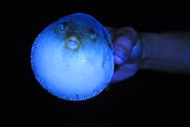 Cận cảnh sát thủ tròn vo, biết cắn người ở Việt Nam