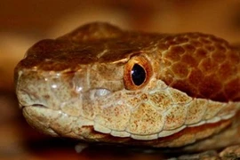 Những động vật tử thần có khả năng cứu người