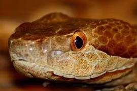 Những động vật tử thần có khả năng cứu người