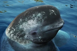 Quái thú sinh ra bởi biến đổi khí hậu