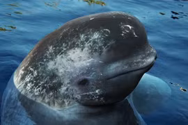 Quái thú sinh ra bởi biến đổi khí hậu