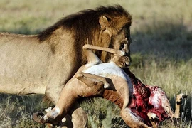 Đọc vị chiêu săn mồi đẫm máu của sư tử châu Phi