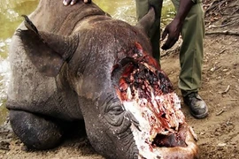 Động vật bị hành hạ ghê rợn đến không nhận ra