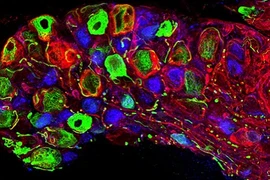 Dây thần kinh thay đổi thế nào khi chịu tác động?