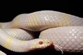 Tận mục quái trăn đang xâm lấn đảo Tây Ban Nha