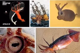 Điểm mặt những loài mực 1 - 0 -2 của đại dương