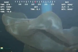 Lật tẩy sinh vật bí ẩn nổi cuộn dưới đáy giàn khoan 