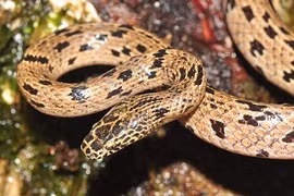 Rắn sói tái xuất sau một thập kỷ mất tích