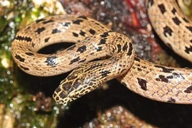 Rắn sói tái xuất sau một thập kỷ mất tích