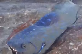 Tận mục loài cá chuyên đem đến điềm gở