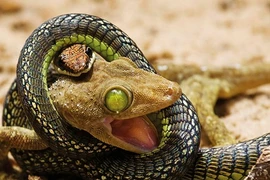 Kinh hoàng xem rắn hỗn chiến (2)