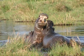 Hà mã tử chiến đồng loại bảo vệ con