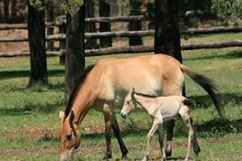 Những động vật chào đời nổi bật nhất 2013