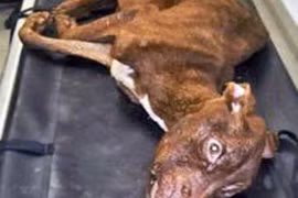 Thảm cảnh chú chó bị hành hạ còn da bọc xương