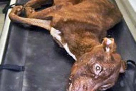 Thảm cảnh chú chó bị hành hạ còn da bọc xương