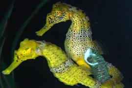 Động vật và những tập tính giao phối có 1-0-2 