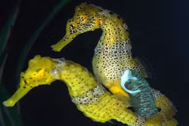 Động vật và những tập tính giao phối có 1-0-2 