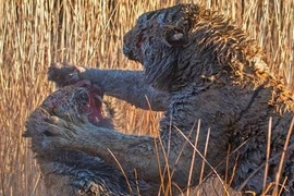 Hổ ác chiến đẫm máu giành lãnh thổ