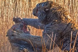 Hổ ác chiến đẫm máu giành lãnh thổ