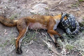 Kinh hoàng xem rắn hỗn chiến (3)