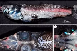 Kỳ quái loài cá giống sinh vật ngoài hành tinh