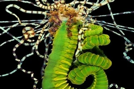 Những loài sâu biển khiến bạn gặp ác mộng