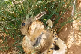 Kinh hoàng xem rắn hỗn chiến (20)