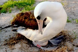 “Cụ” chim hoang dã đẻ trứng thứ 36 ở tuổi 63 