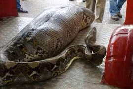 Những vụ trăn nuốt chửng người ghê rợn nhất