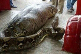 Những vụ trăn nuốt chửng người ghê rợn nhất