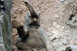 Giải cứu voi con mắc kẹt trong hố bùn