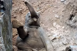 Giải cứu voi con mắc kẹt trong hố bùn