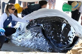 Tận mục quá trình giải cứu cá voi lưng gù