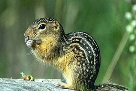 Những loài coi độc nhẹ như không