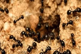 Top sự thật khoa học điên rồ có thật