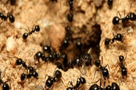 Top sự thật khoa học điên rồ có thật