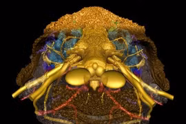 Xem ảnh 3D đầu cá hơn 400 triệu năm tuổi 