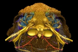 Xem ảnh 3D đầu cá hơn 400 triệu năm tuổi 