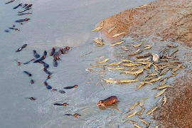 Cá sấu dàn trận đánh bay đàn hà mã khỏi sông