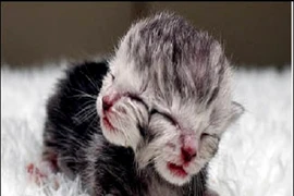 Mèo 2 mặt và những động vật kỳ dị khác