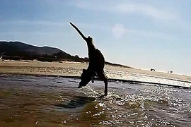 Kỳ lạ chú chó chỉ có nửa thân hình